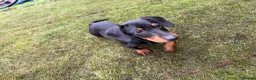 Dachshund dogs for sale: Stunning Girl dachshund available (LAST ONE) !! in Liverpool - Advert 3