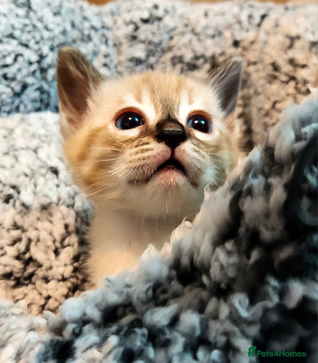 Bengal cats for sale: Snow Lynx Bengal Kittens - Advert 10