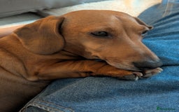 Miniature Dachshund dogs for adoption: BEEFY 6yr old mini Dachshund - Image 2