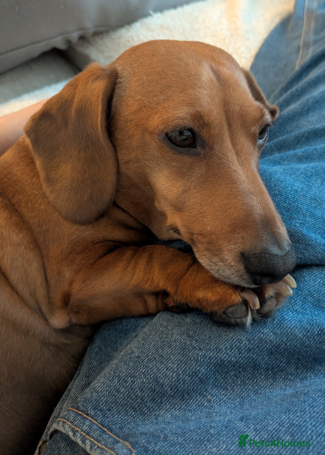 Miniature Dachshund dogs for adoption: BEEFY 6yr old mini Dachshund - Image 2