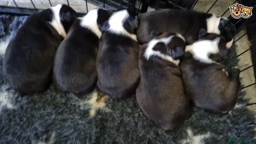 Boston Terrier dogs for stud: KC WILDAX, SKIN DEEP CHAMP LINE STUD in Leeds - Advert 2