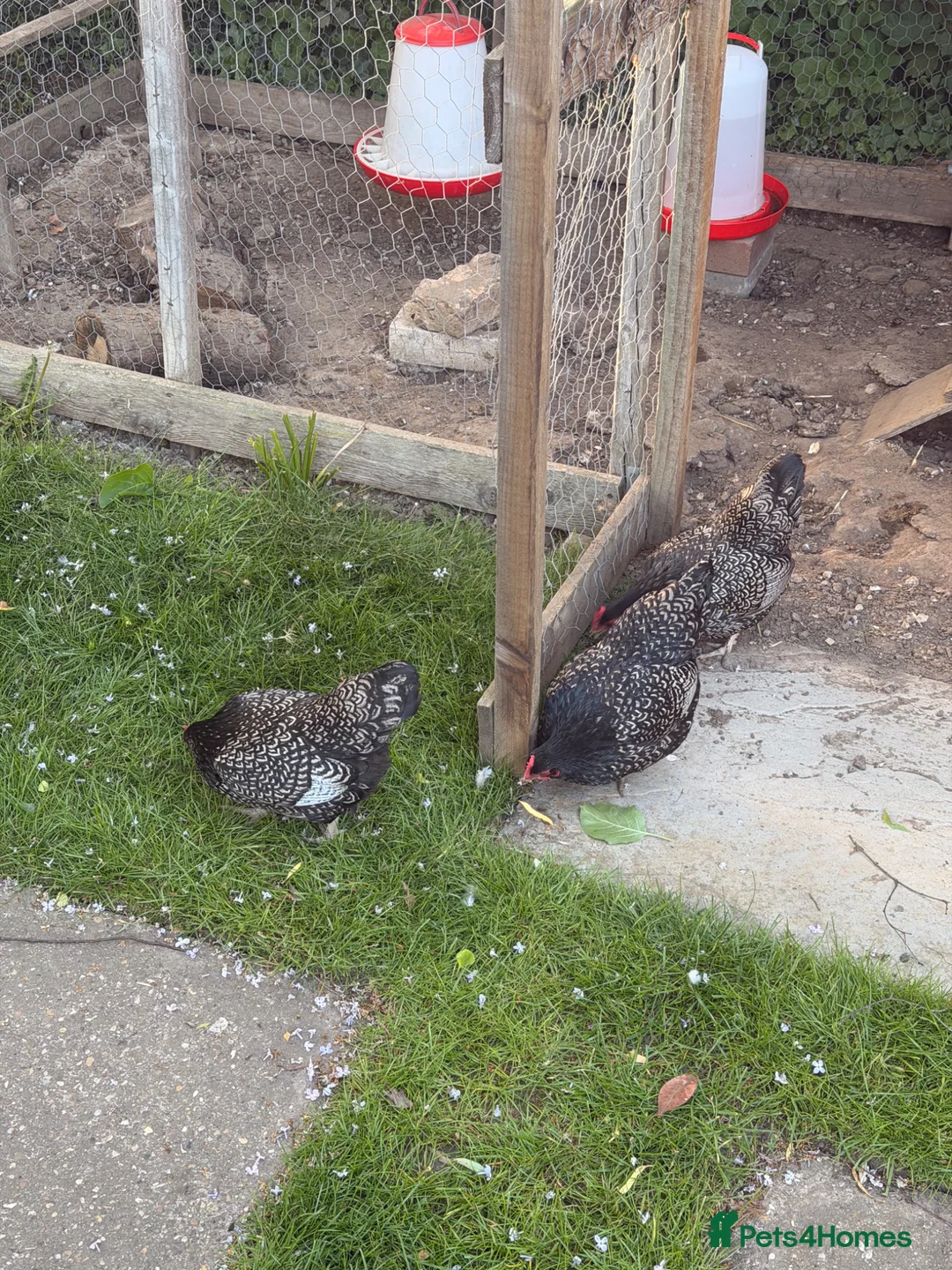 Chickens poultry for sale: Stunning Barnevelder Bantam Hen Trio in Lincoln - Advert 2