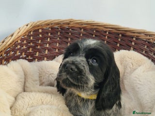 Cocker Spaniel dogs Outstanding KC registered cocker Spaniel puppies. - Advert 4