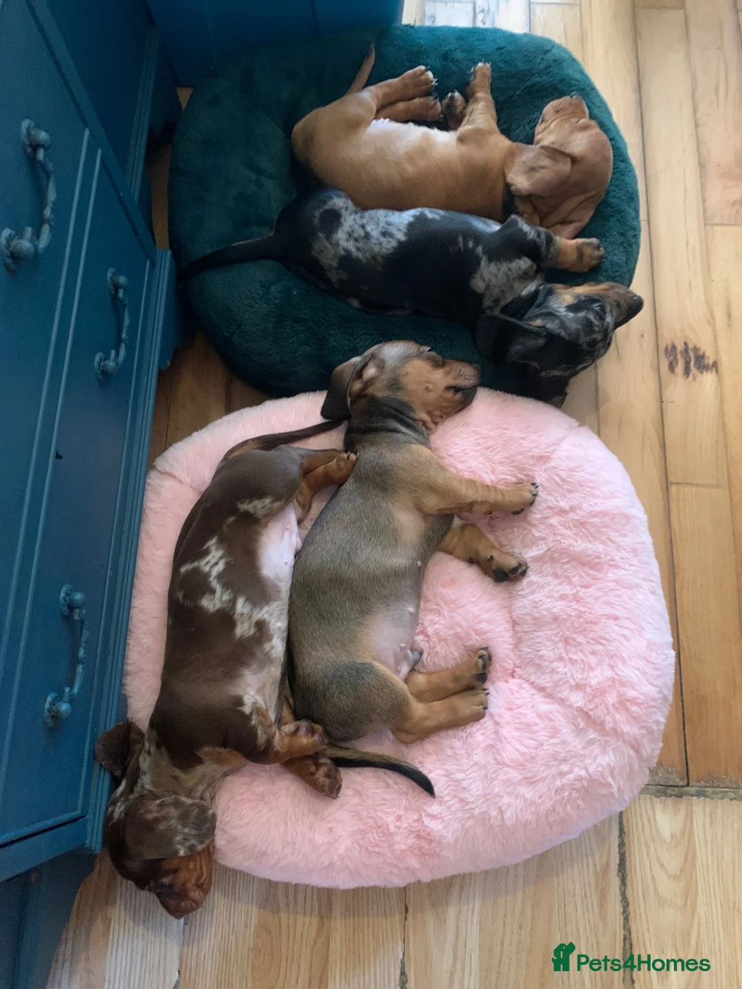 Miniature Dachshund dogs for sale: Miniature dachshund, family bred  - Advert 2