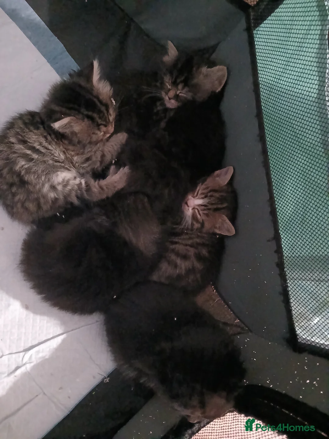 Mixed Breed cats for sale: 6 persuan x kittens in Sittingbourne - Advert 5