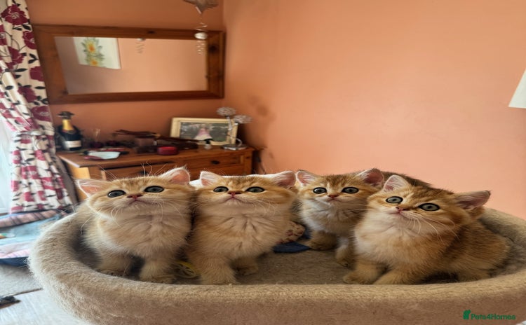 British Shorthair cats - Advert 2