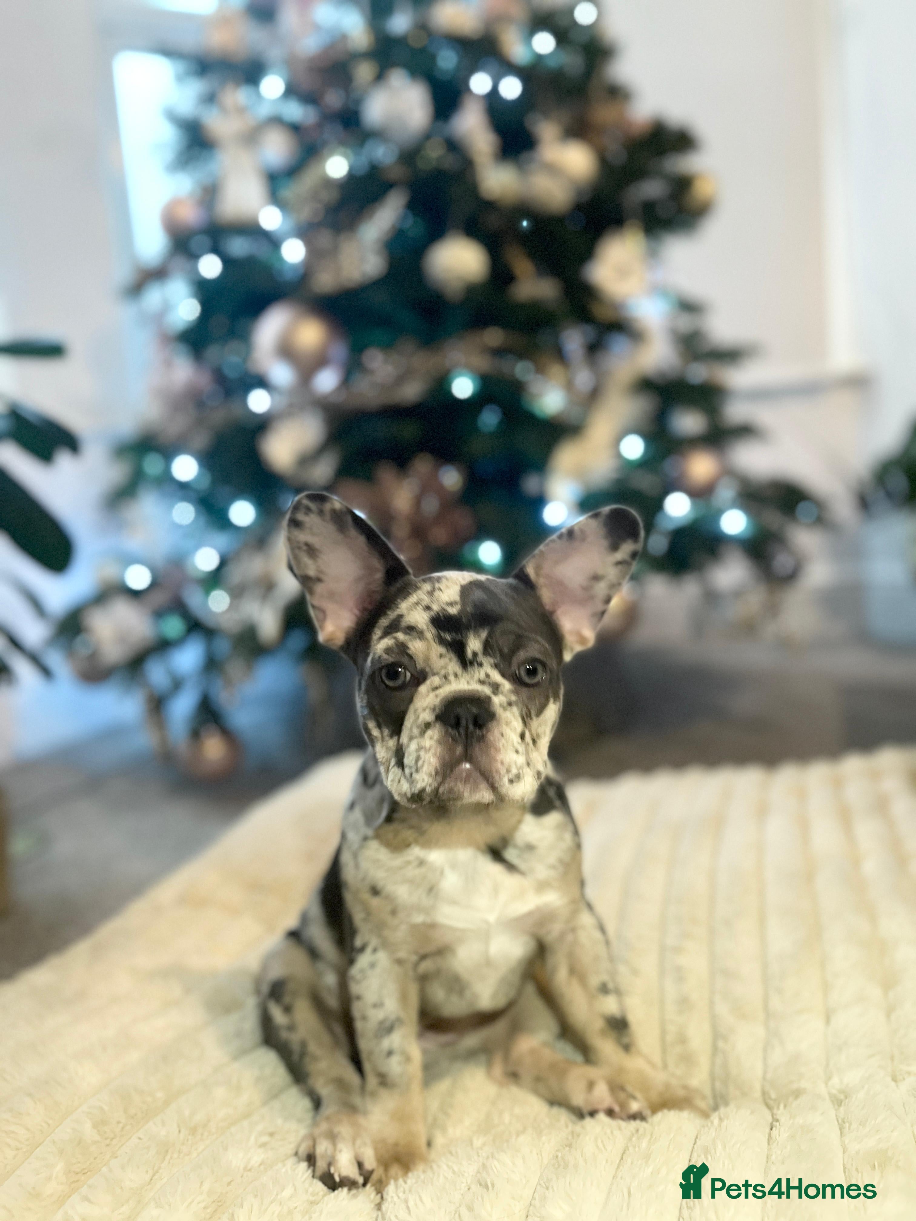 French Bulldog dogs x1 GIRL LEFT! RARE PURE BLUE MERLE TAN PUPPIES  - Advert 6