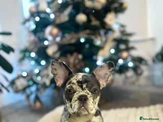 French Bulldog dogs x1 GIRL LEFT! RARE PURE BLUE MERLE TAN PUPPIES - Advert 6