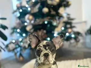 French Bulldog dogs x1 GIRL LEFT! RARE PURE BLUE MERLE TAN PUPPIES - Advert 10