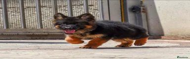 German Shepherd 3