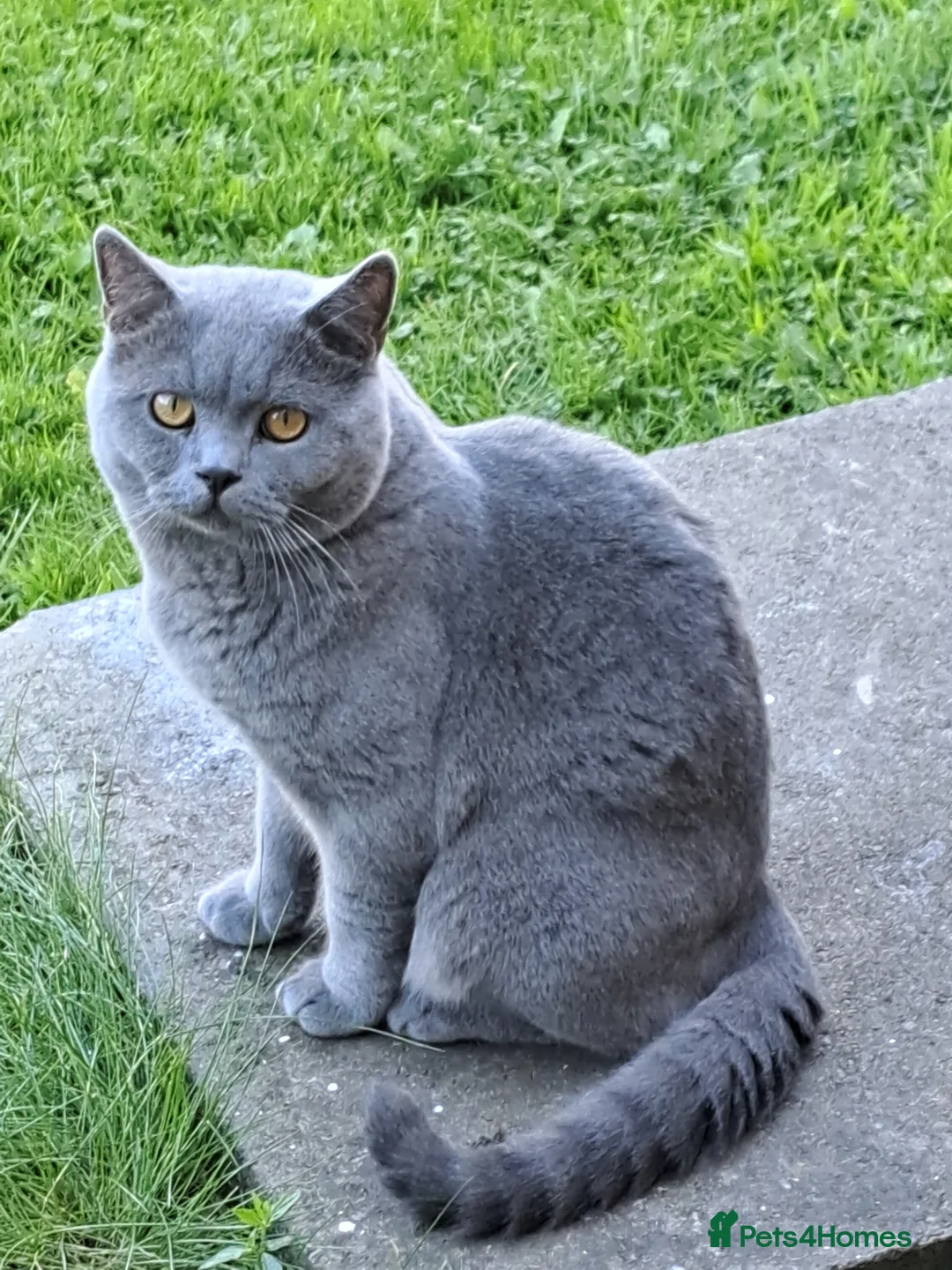 British Shorthair cats for stud: GCCF Registered Active, Blue Cat For Stud. in Sheffield - Advert 12