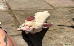 French Bulldog dogs for sale: 2 french bulldogs  - Image 7