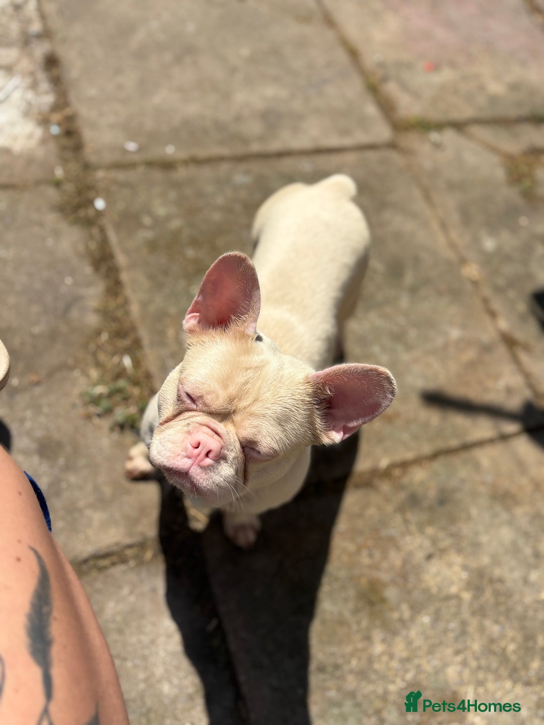 French Bulldog dogs for sale: 2 french bulldogs  - Image 7