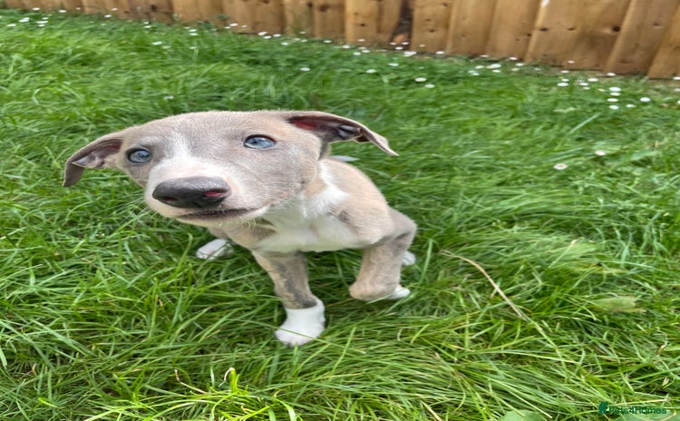 Lurcher dogs - Advert 1