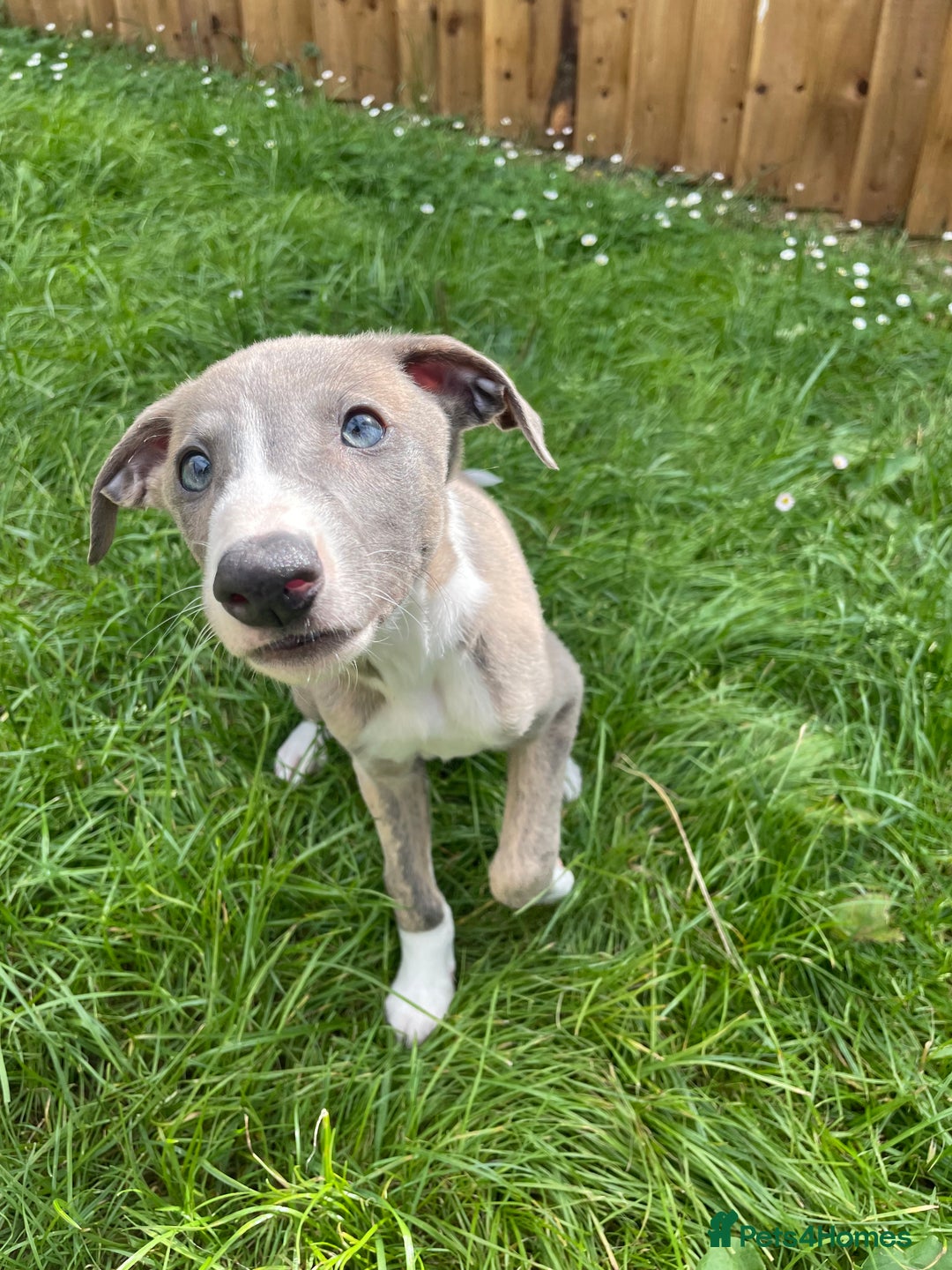 Lurcher dogs for sale: COLLIE WHIPPET X SALUKI GREYHOUND - Image 1