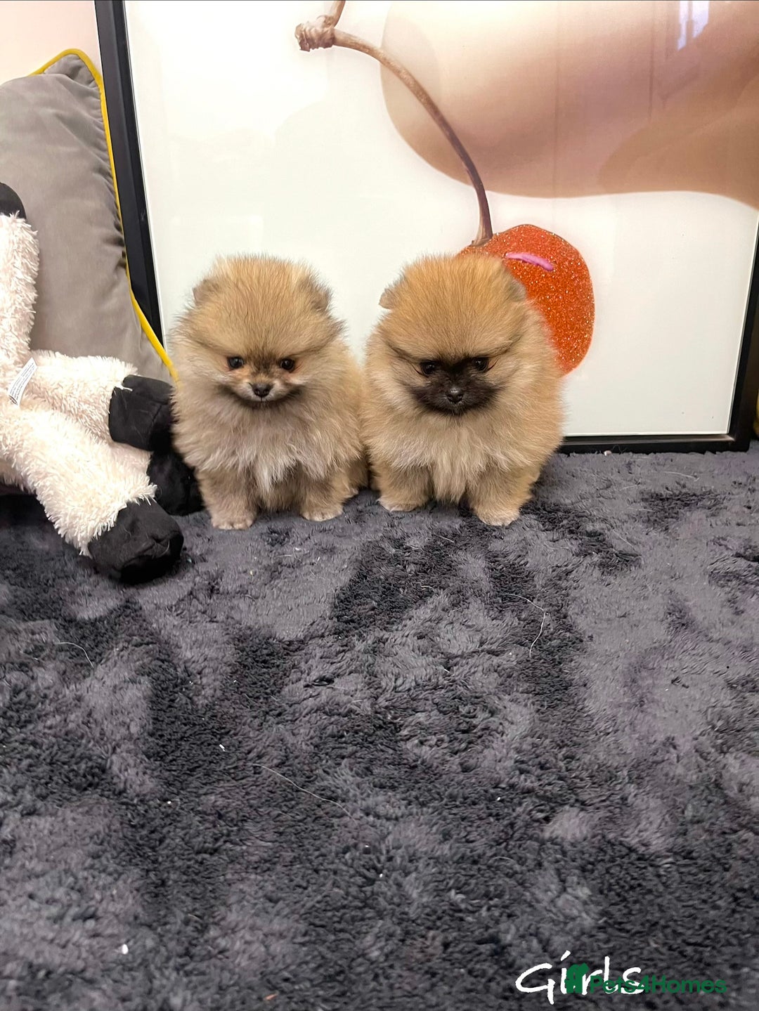 Pomeranian dogs for sale: 🔥🔝 Quality 🏆Championship 🧸Teddy Bears - Advert 18