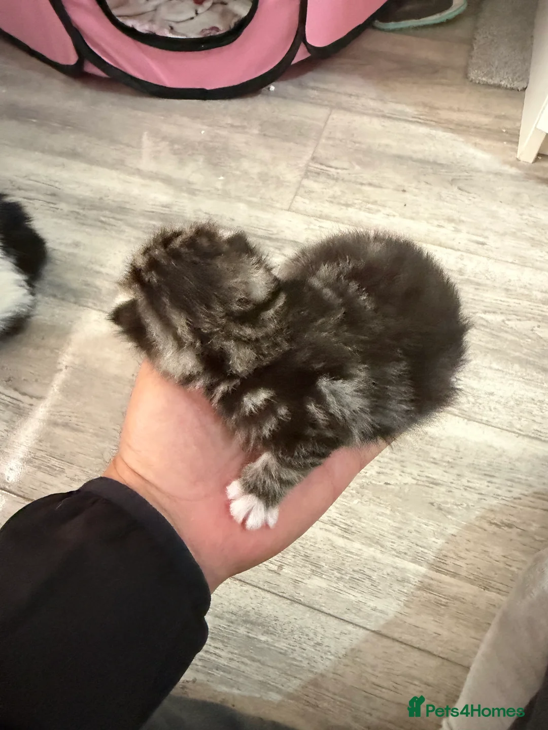 Mixed Breed cats for sale: Adorable Kittens Reserve Now – Ready in 4 Weeks! - Advert 2