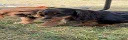 Dachshund dogs for sale: ❤️ Beautiful Long Haired Dachshund Puppies - Advert 6