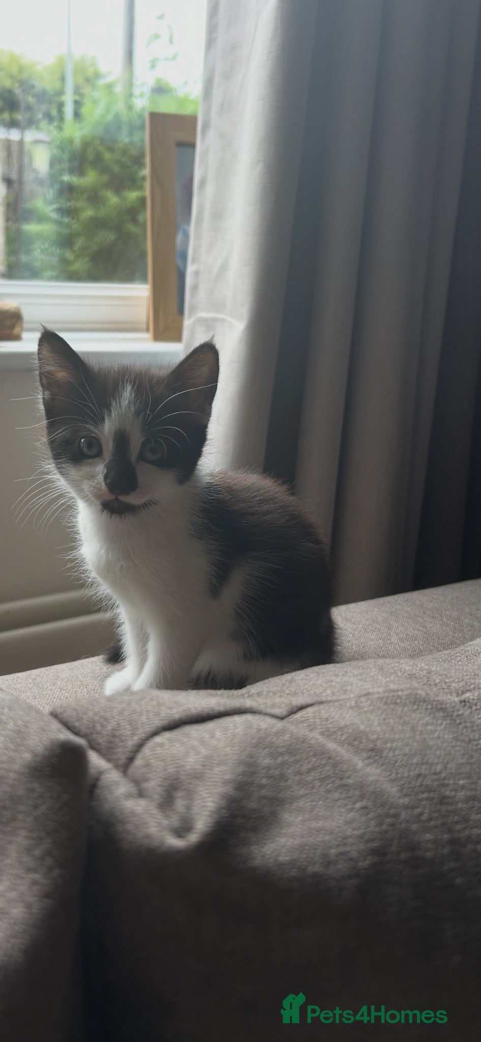 Mixed Breed cats Two girls ready to leave. - Advert 3