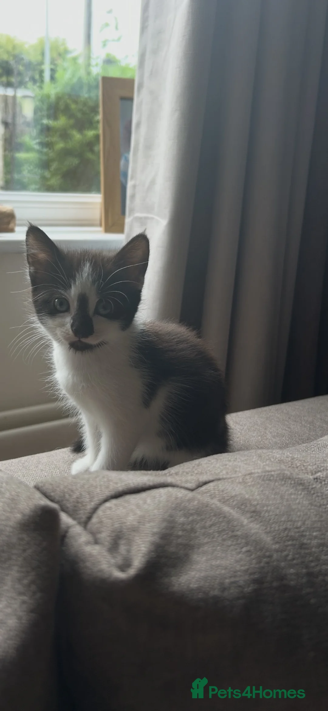 Mixed Breed cats for sale: Two girls ready to leave. - Advert 1