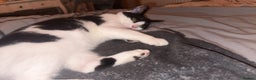Mixed Breed cats for sale: Female cat for rehoming - Advert 4