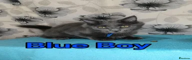 Blue Boy 