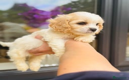 Cavachon dogs for sale: Toy Cavachon male puppies 🩵💙DNA tested 🩵💙 - Image 9