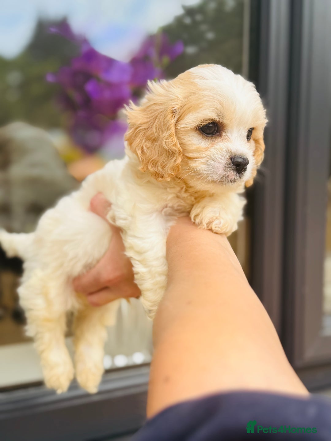 Cavachon dogs for sale: Toy Cavachon male puppies 🩵💙DNA tested 🩵💙 - Image 9