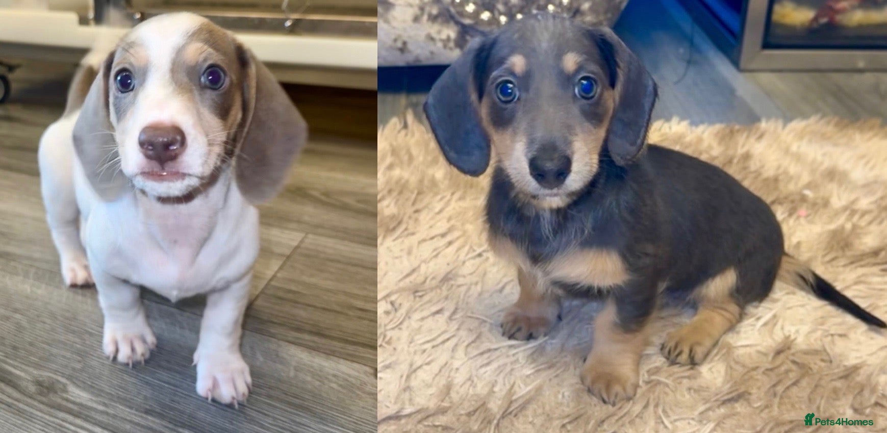 Miniature Dachshund dogs Miniature Dachshunds - Advert 4