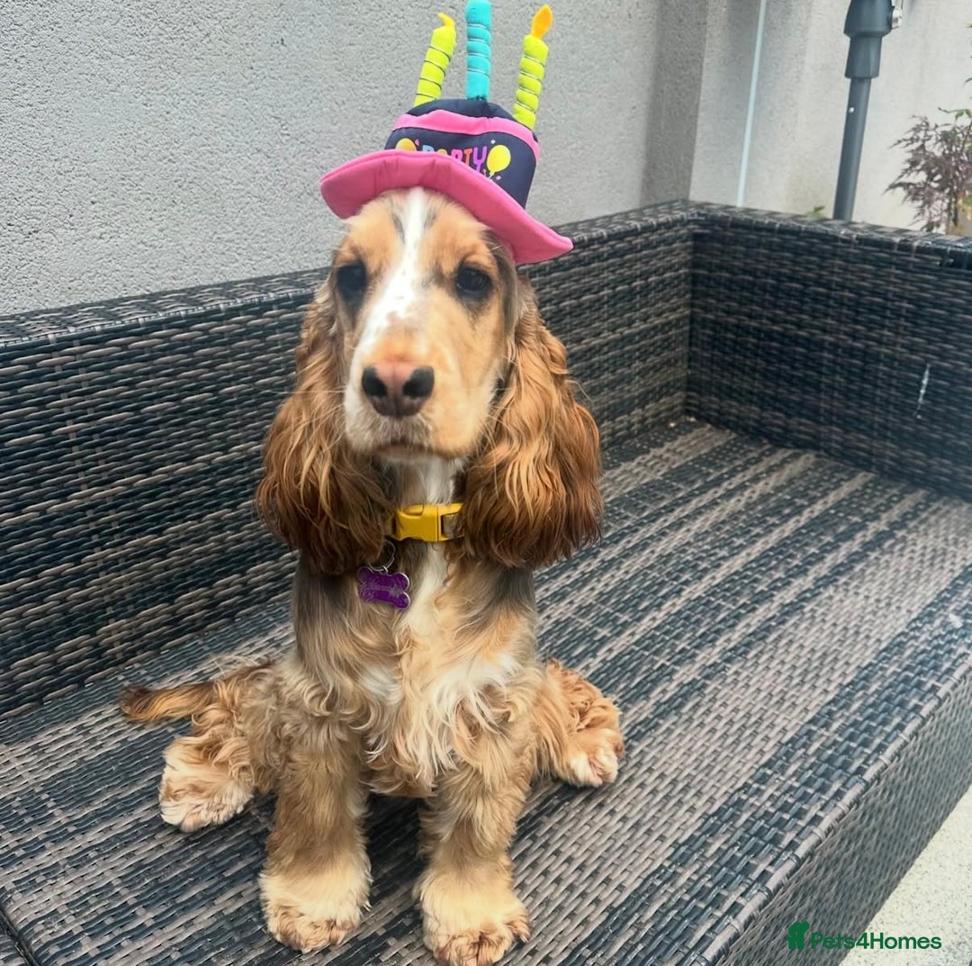 Cocker Spaniel dogs for sale: Cocker Spaniel Pups, KC, Health Tested, Champ Line - Image 22