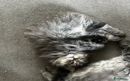 Persian cats for sale: Persian Kittens Looking for Loving Homes - Advert 30