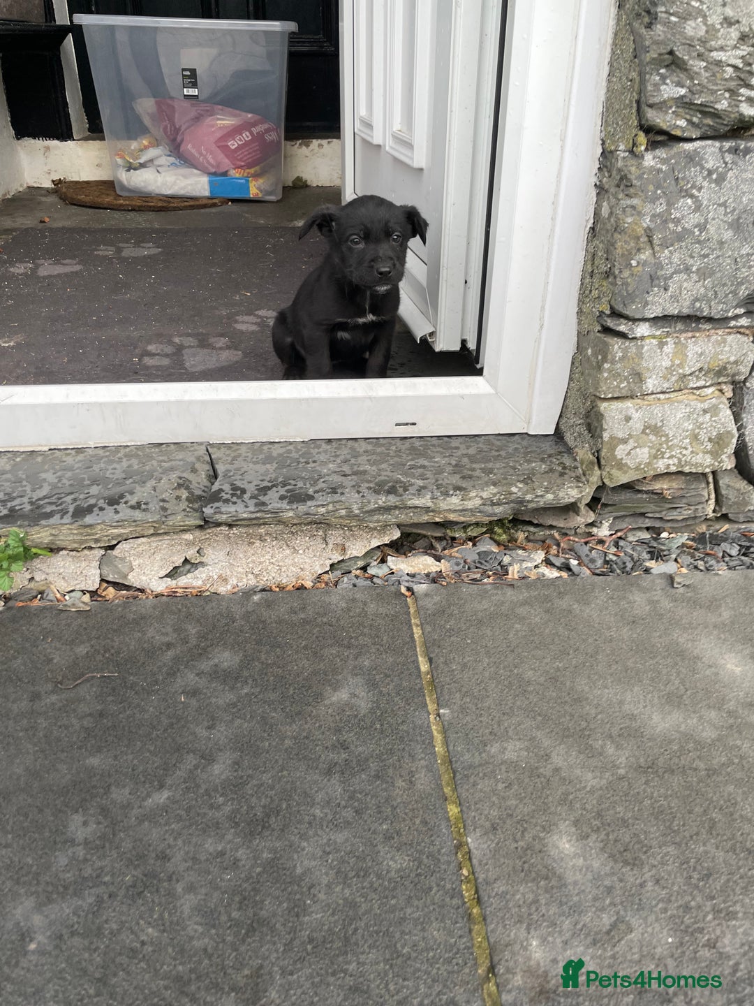 Borador dogs for sale: ⚫️lab x collie puppies ⚪️ - Advert 9