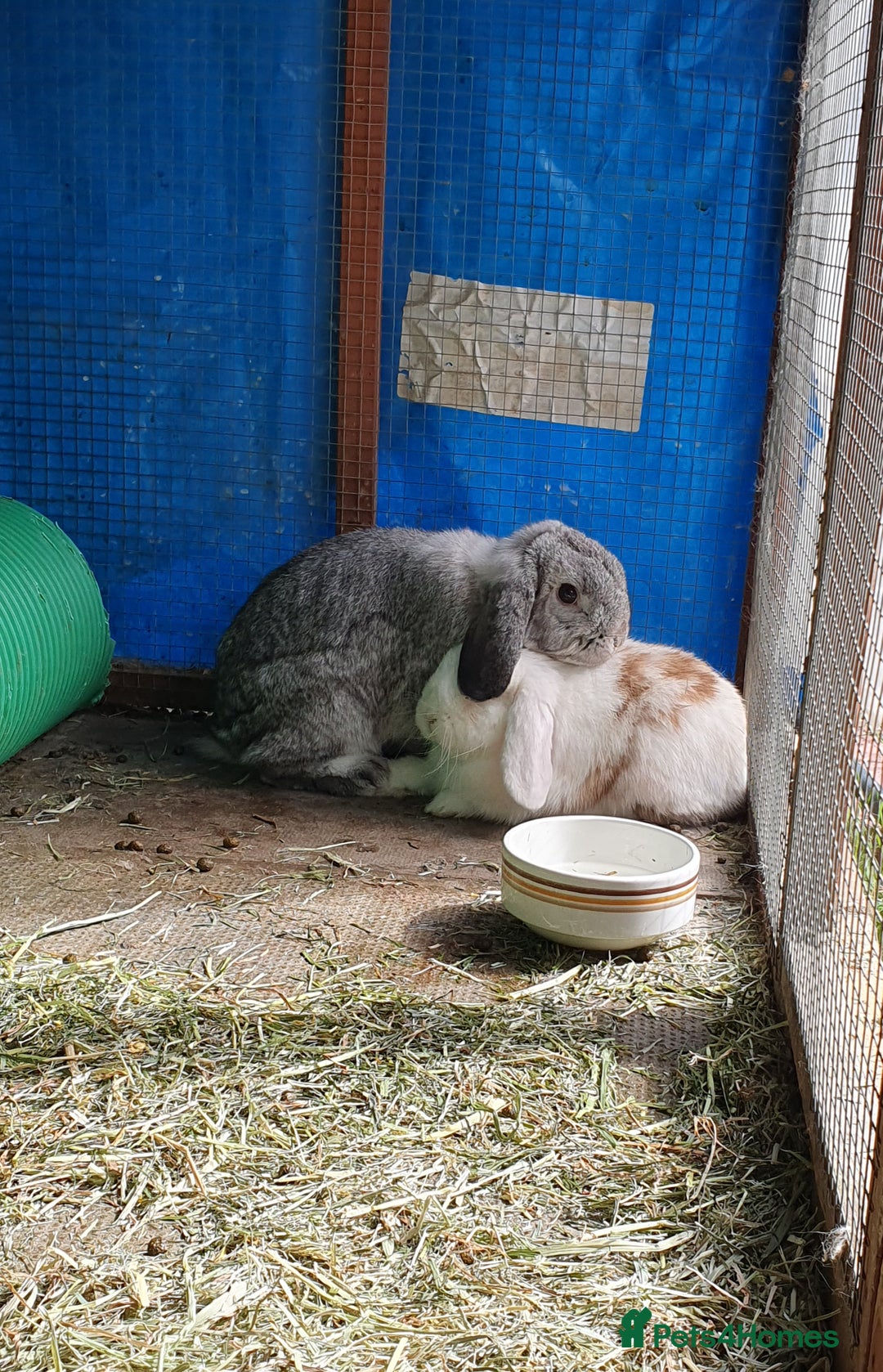 Mini Lop rabbits for sale: Spayed and neutered rabbits for adoption - Image 9