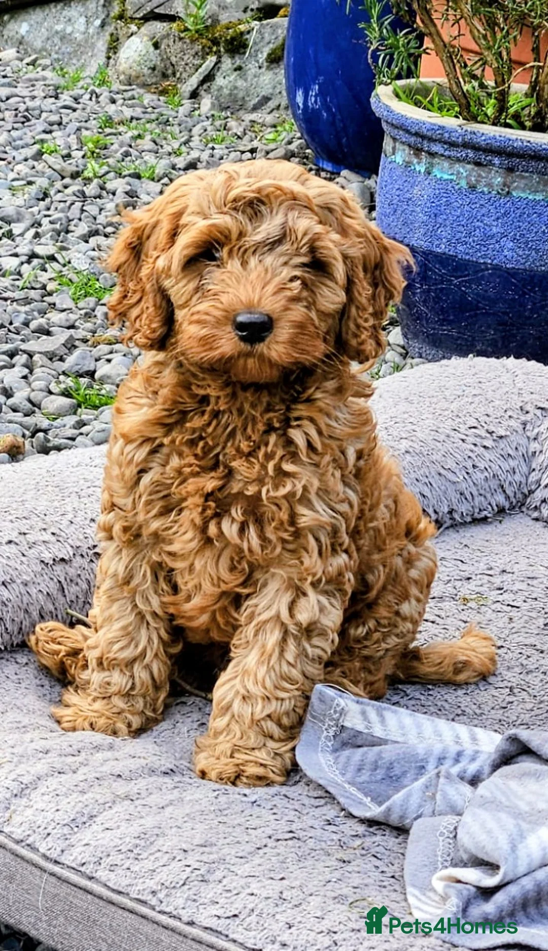 Cockapoo dogs for sale: *ONLY ONE BOY LEFT* Red Cockapoos - Advert 1