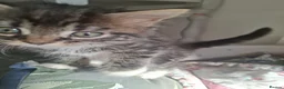 Mixed Breed cats for sale: Maine coon cross kittens  - Advert 6