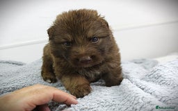 German Shepherd dogs for sale: GORGEAOUS K/C Registered German Shepherd puppies - Image 10