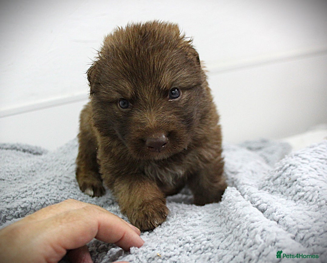 German Shepherd dogs for sale: GORGEAOUS K/C Registered German Shepherd puppies - Image 10