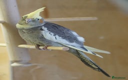 Cockatiels birds for sale: Young Cockatiels - Image 21