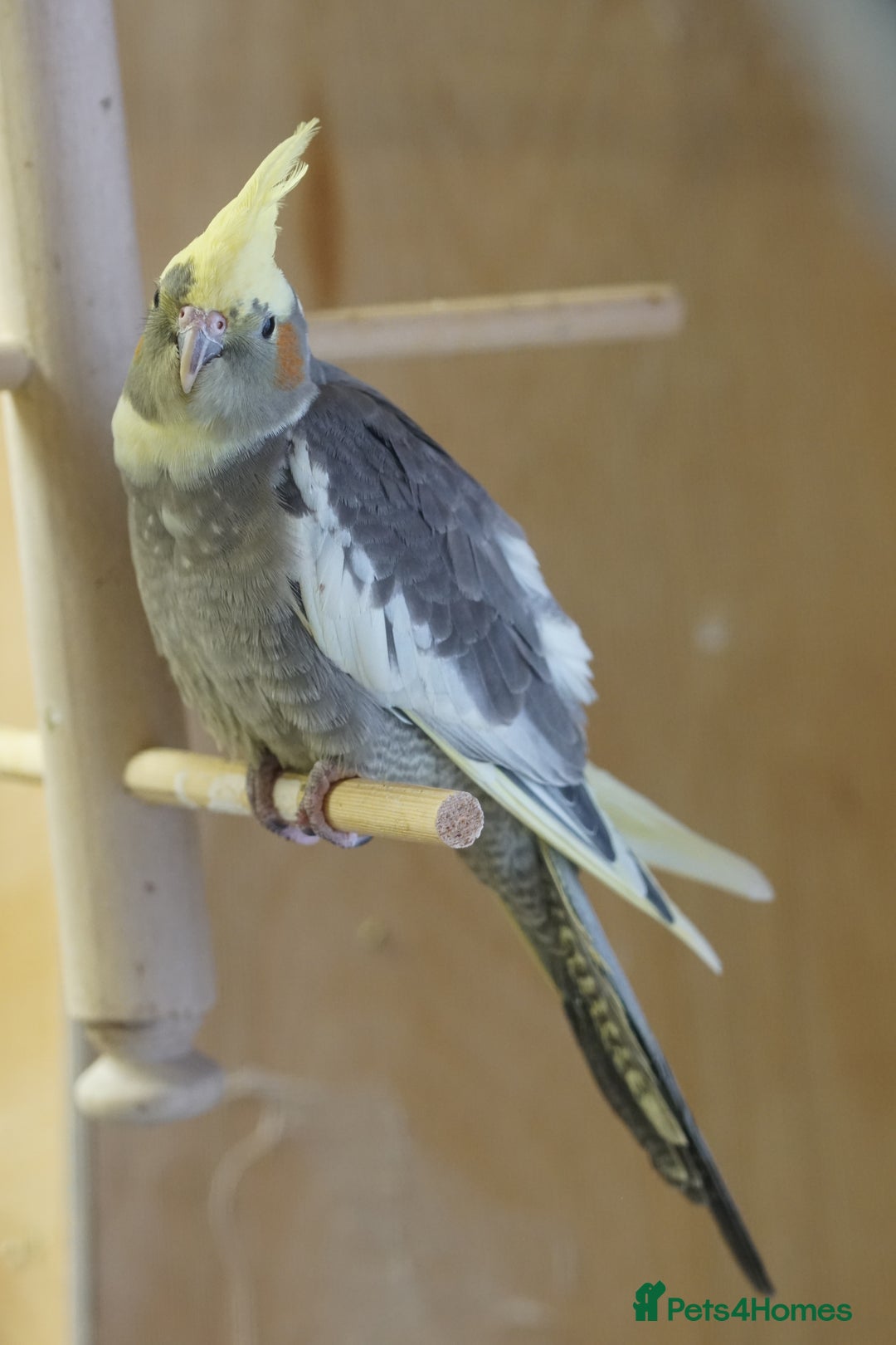 Cockatiels birds for sale: Young Cockatiels - Image 21
