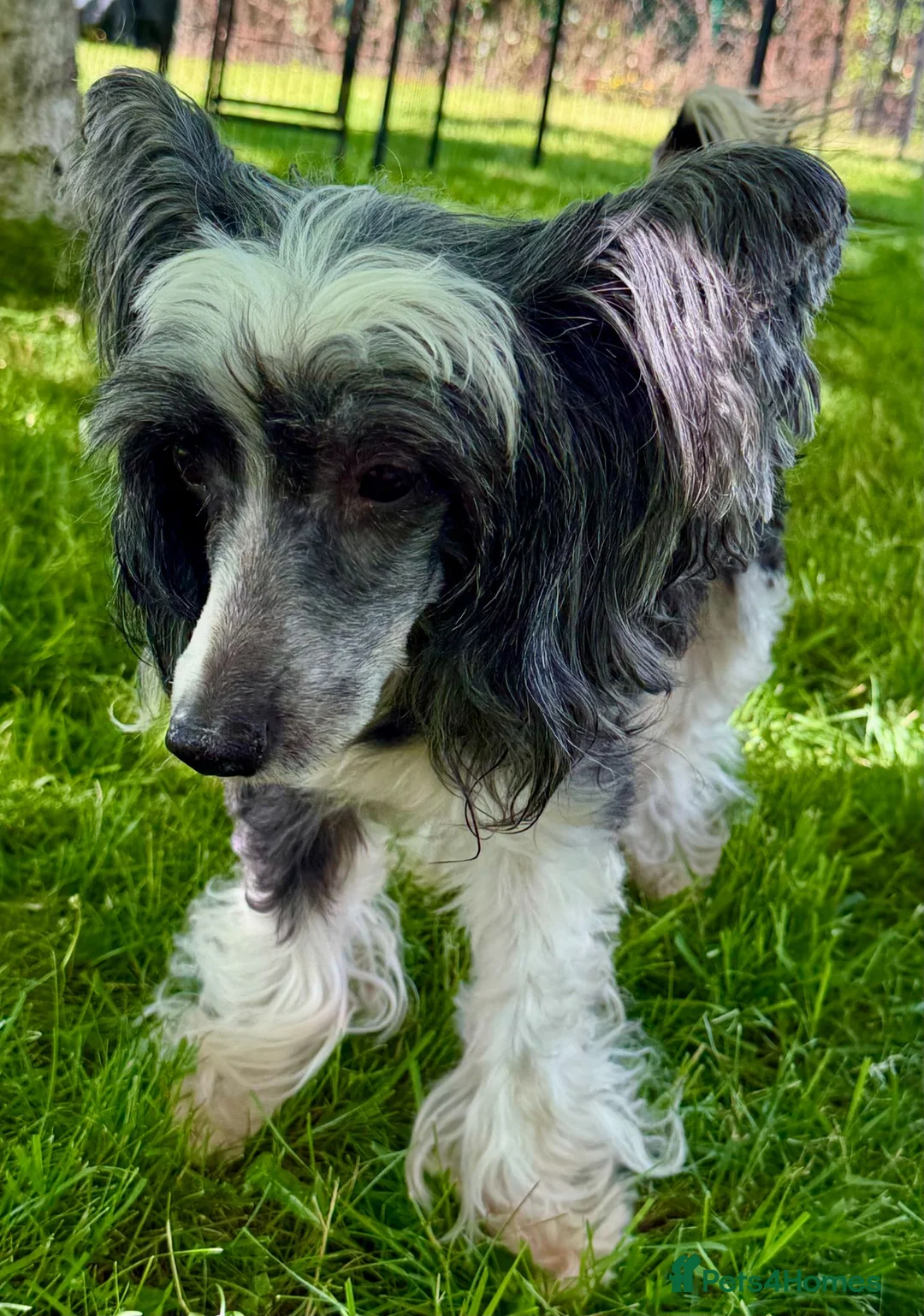 Chinese Crested dogs for adoption: 🐾 Gloria – Female Chinese Crested Dog 🐾 - Advert 6