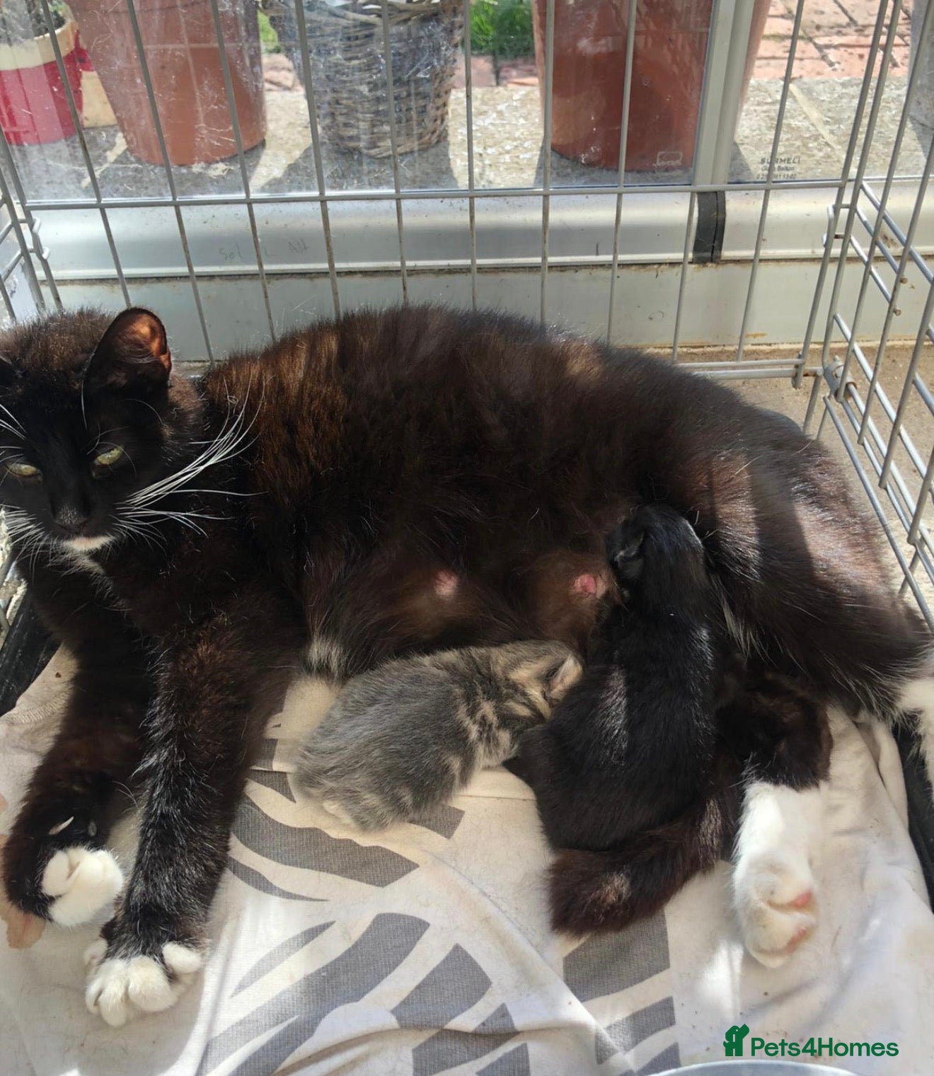 Mixed Breed cats 3 male kittens available  - Advert 1