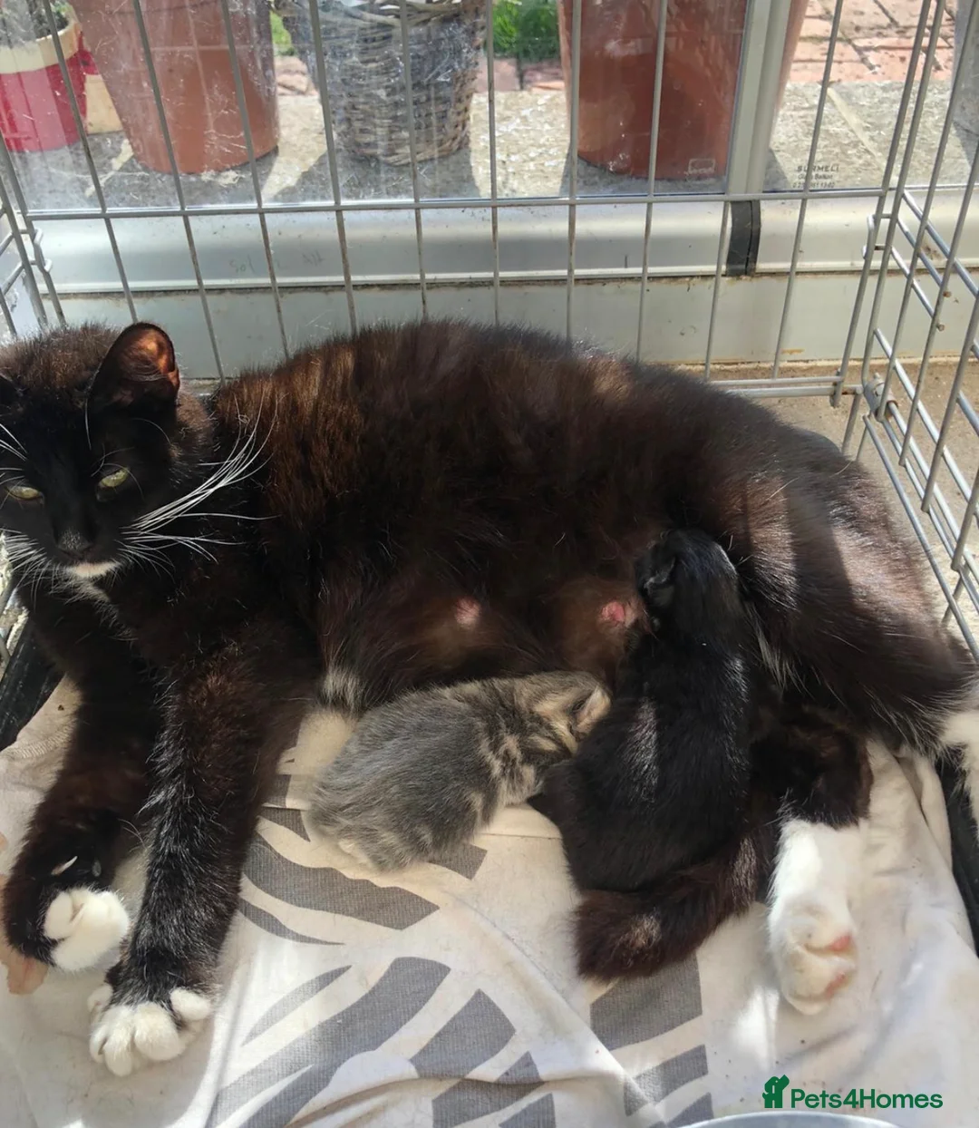 Mixed Breed cats for sale: 3 male kittens available  - Advert 1