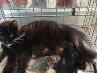 Mixed Breed cats 3 male kittens available - Advert 1