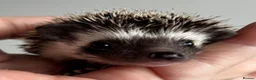 Pygmy Hedgehog rodents for sale: African Pygmy Hedgehog Ethically Bred  - Advert 8