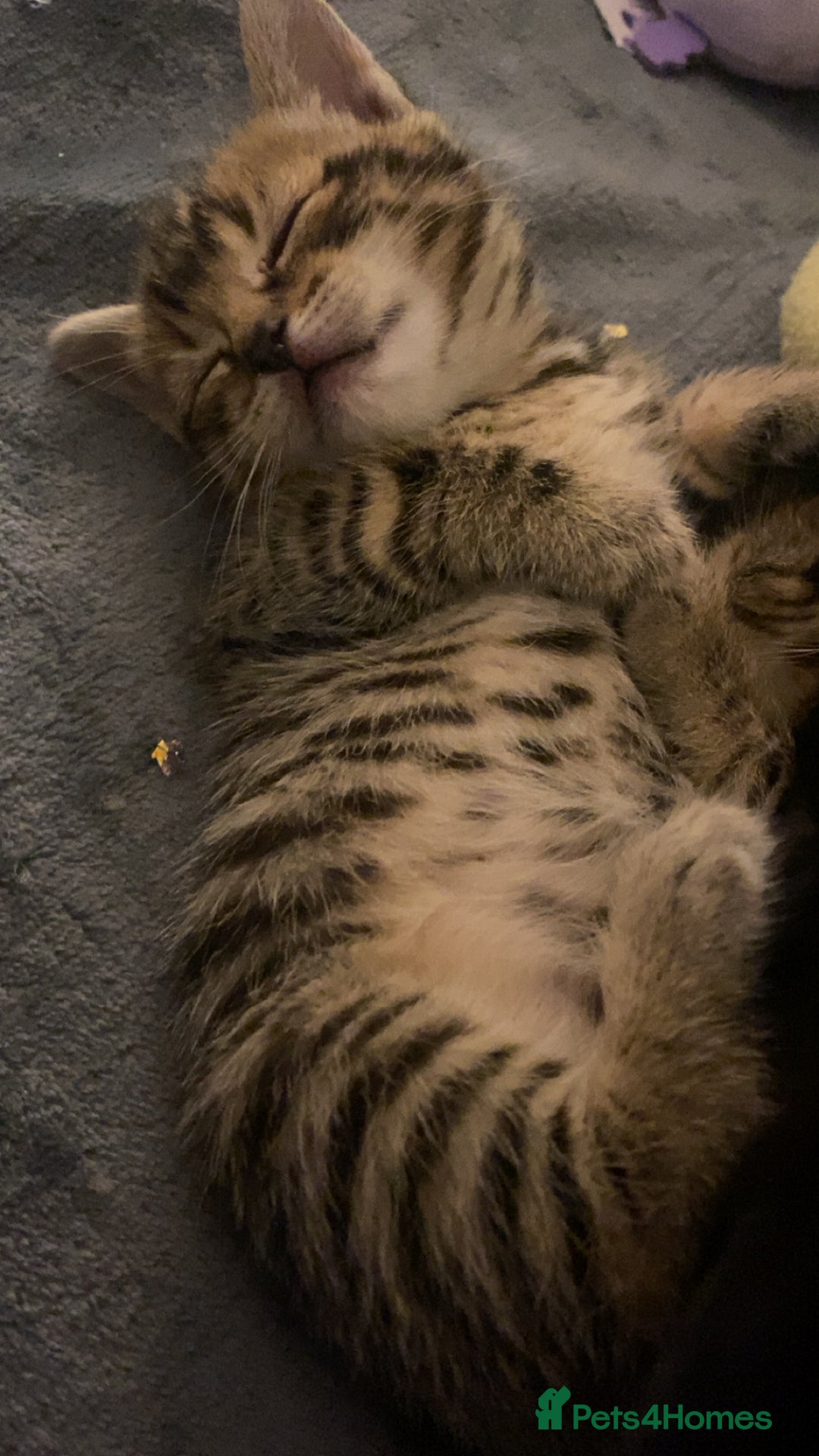 Mixed Breed cats for sale: Mixed bengal and Norwegian kittens  - Advert 3