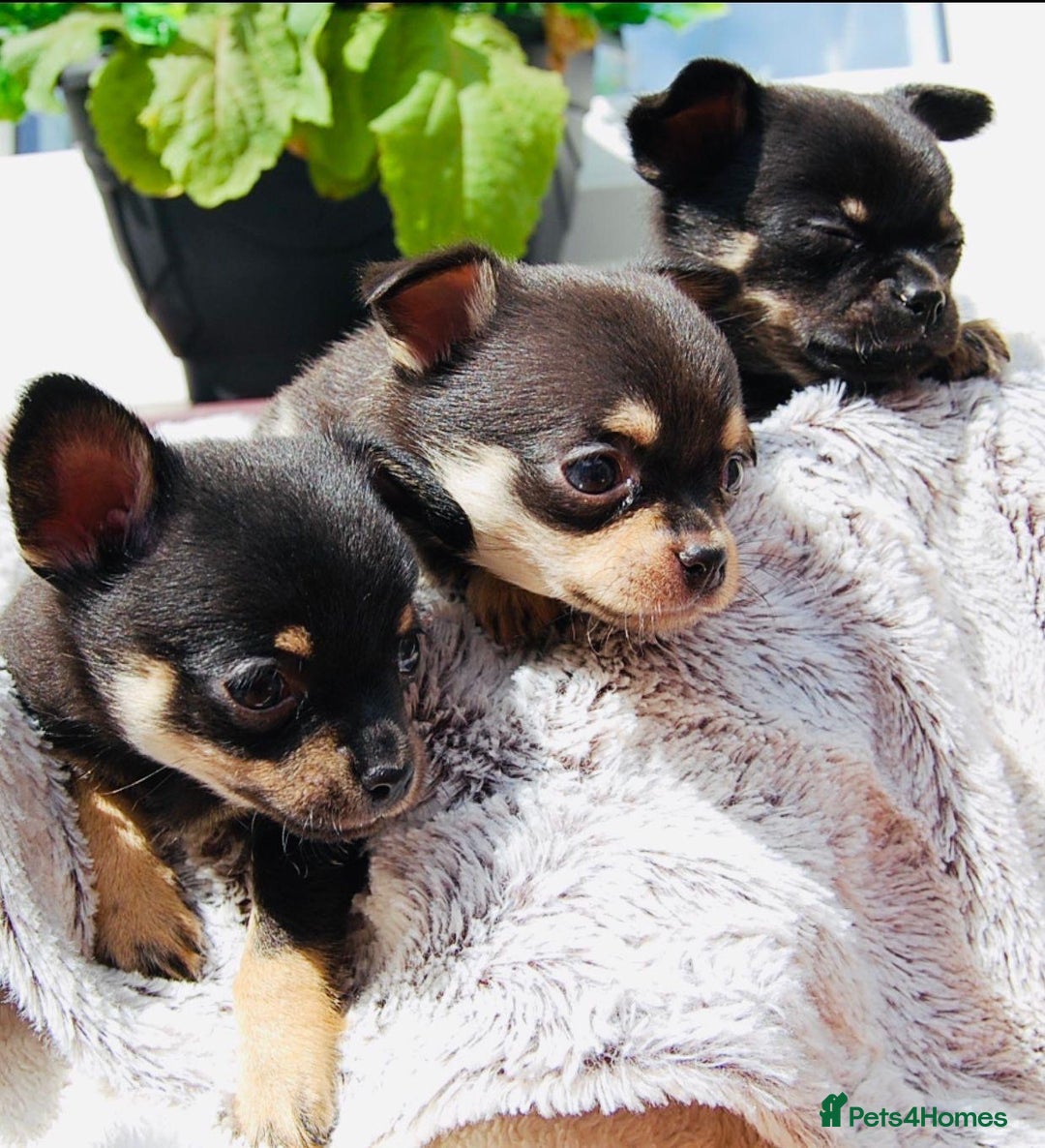 Chihuahua dogs for sale: Pure Breed Chihuahua  - Image 12
