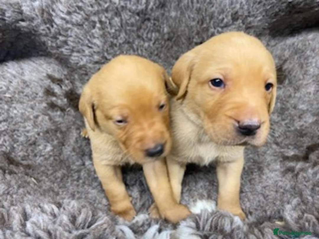 Labrador Retriever dogs for sale: Beautiful 2x KC Reg Fox Red Labrador Dog Puppies  in New Milton - Advert 2