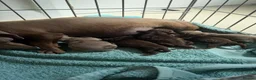 Miniature Dachshund dogs for sale: Beautiful Miniature Dachshund Puppies  - Advert 3