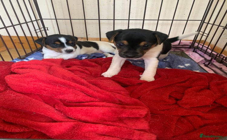 Jack Russell dogs - Advert 1
