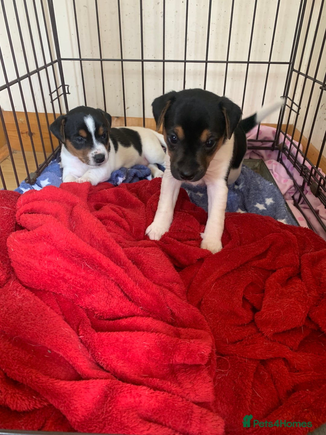 Jack Russell dogs for sale: Beautiful Jack Russell Girls  - Image 1